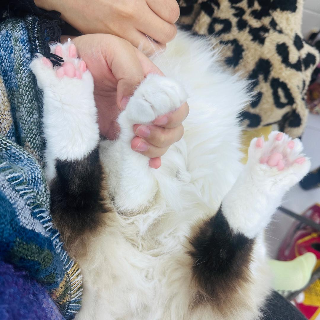 大沣沣头像