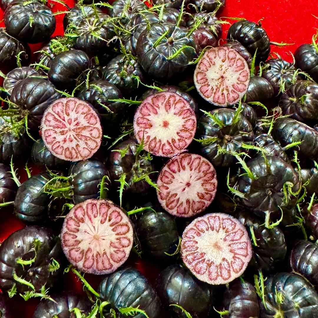 红果参（云南特产）