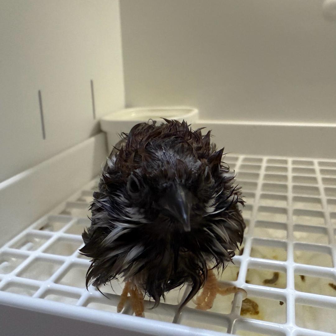 AAA畜牧业养鸡法王陈女士