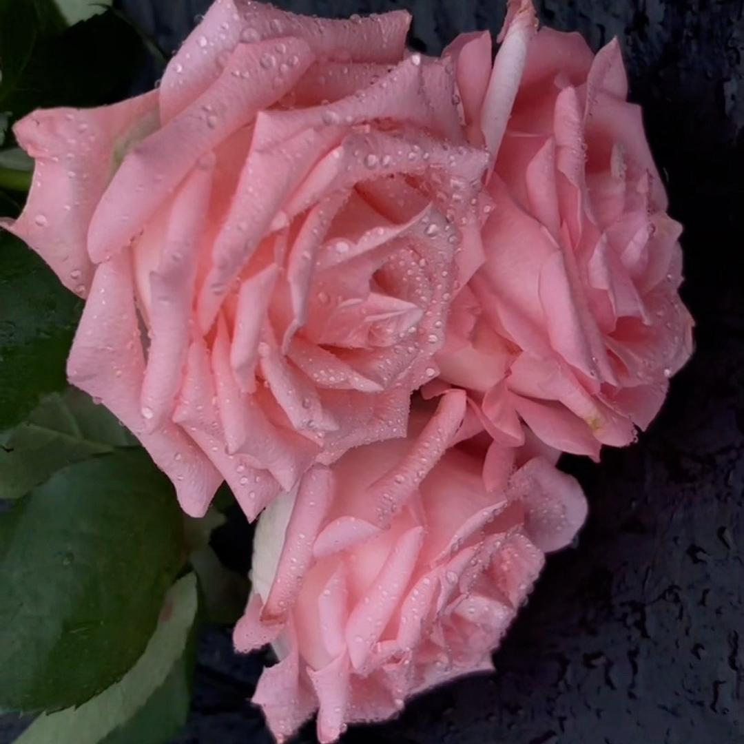 🥀ꦿ何颜ꦿ🌿悦ᮩ້色🍓