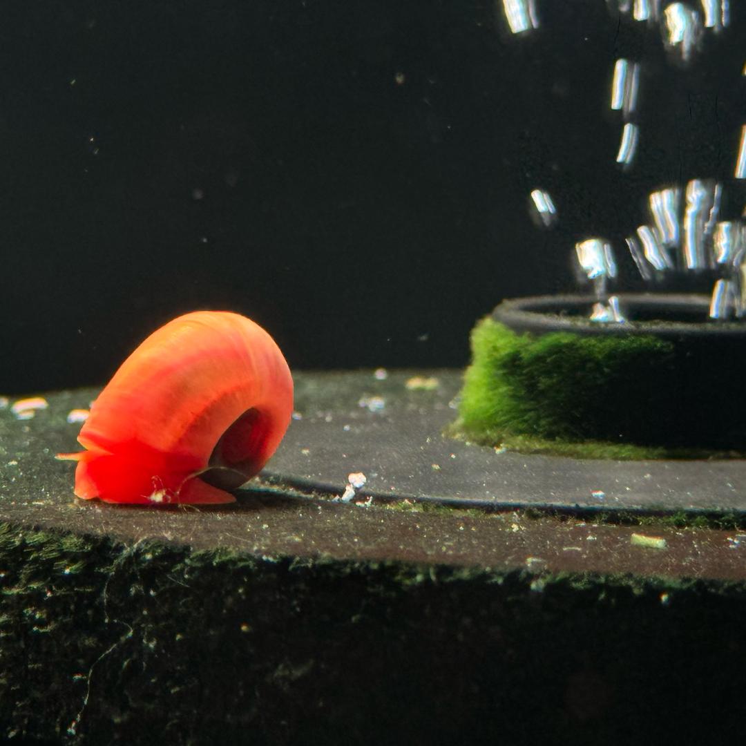 众悦水族（家庭版）