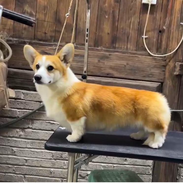 鑫淼朔柯基犬