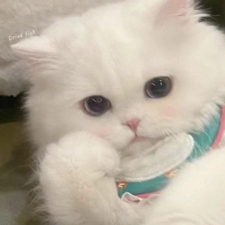 小猫糯叽叽₍ᐢ˶ ›  ̫ ‹ ˶ᐢ₎