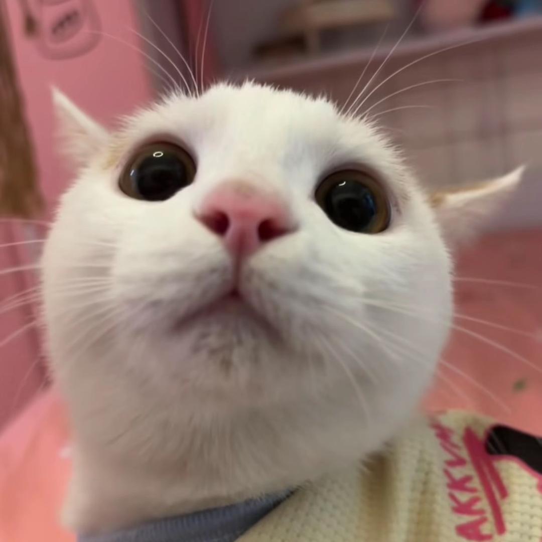 墩墩🐱