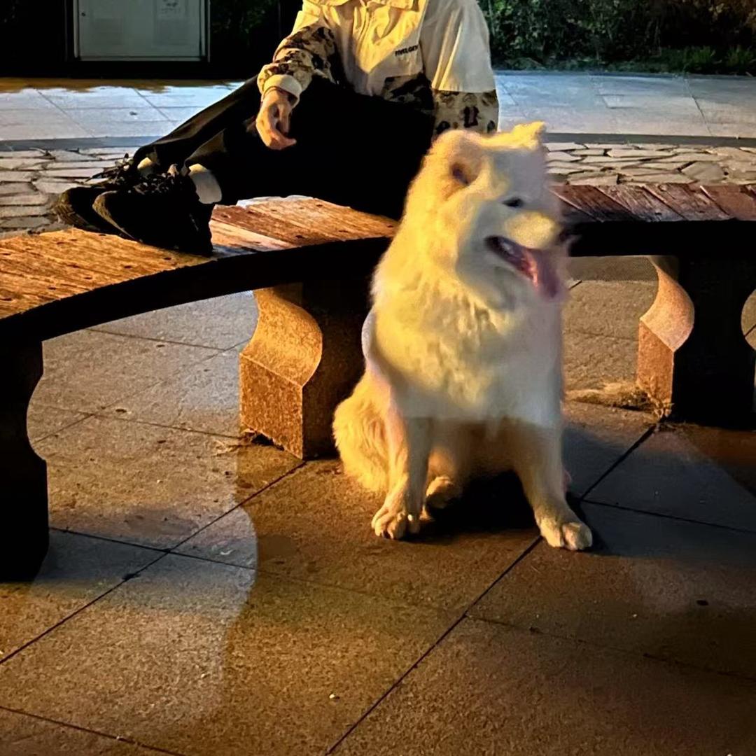全犬种繁殖回收，猛犬寄养