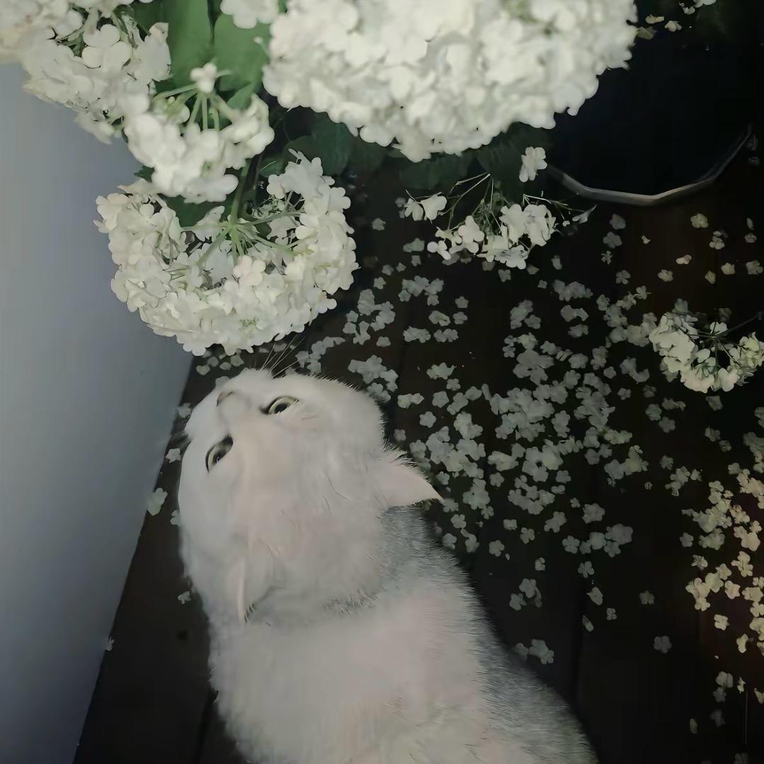 🐾脑袋困掉了..zzZ