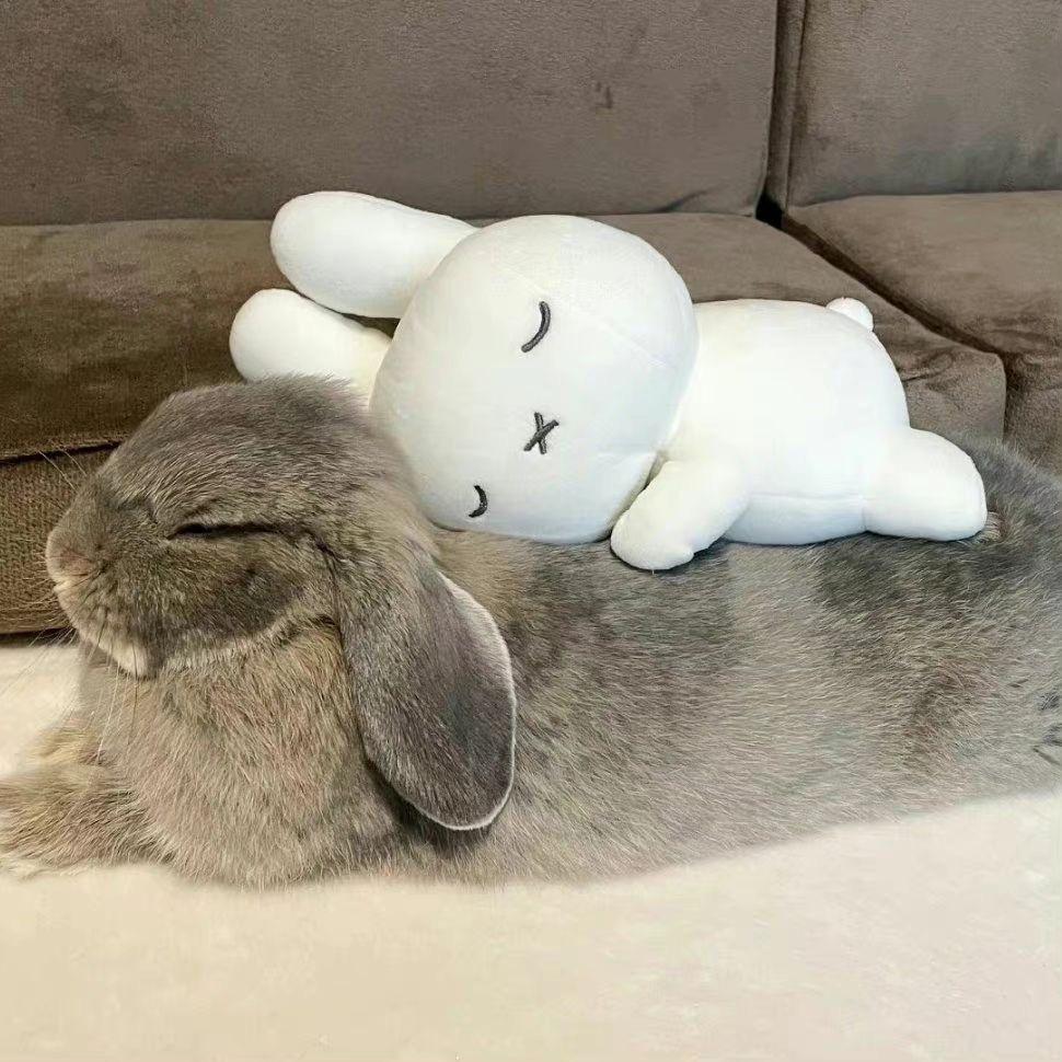 爱吃橘子的小橘