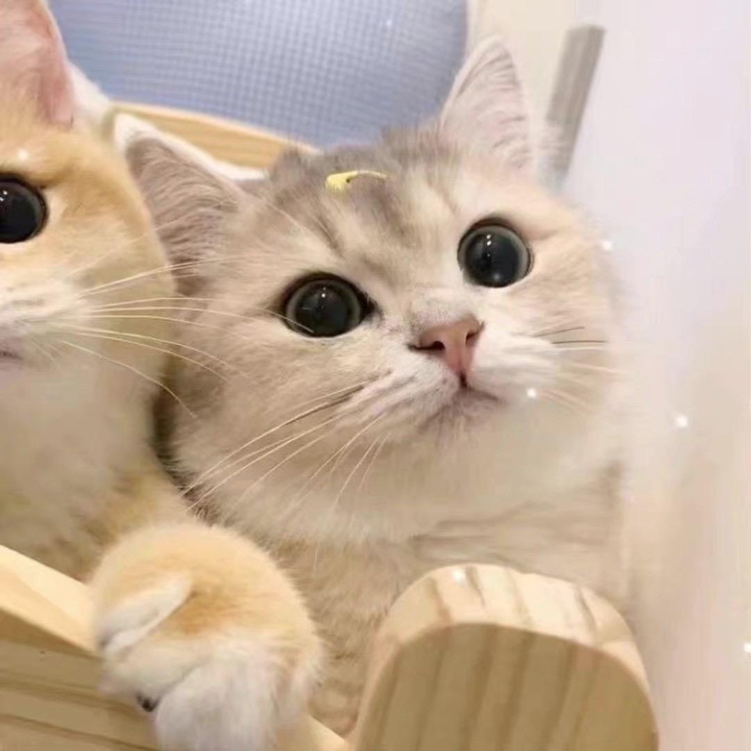 小猫碎碎念⌯'Ⱉ'⌯