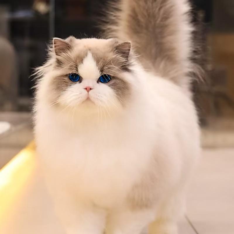CK家的布偶猫