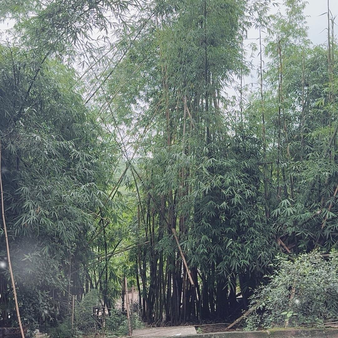 🍵🌲🎋🌱🌳🎍🍃