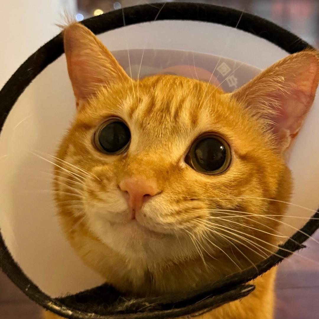 猪大肠是只🐱