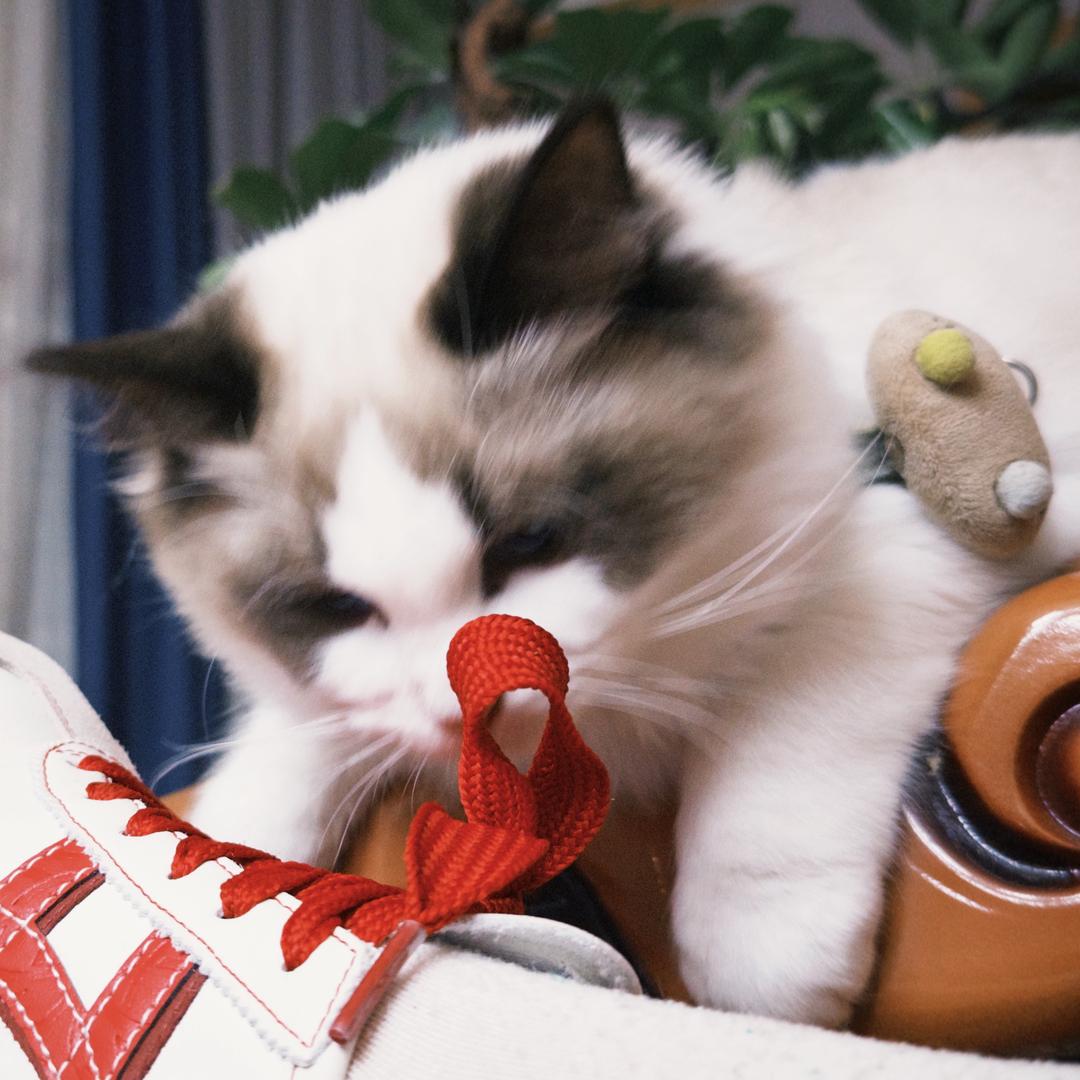 哈哩.（见过大头版）