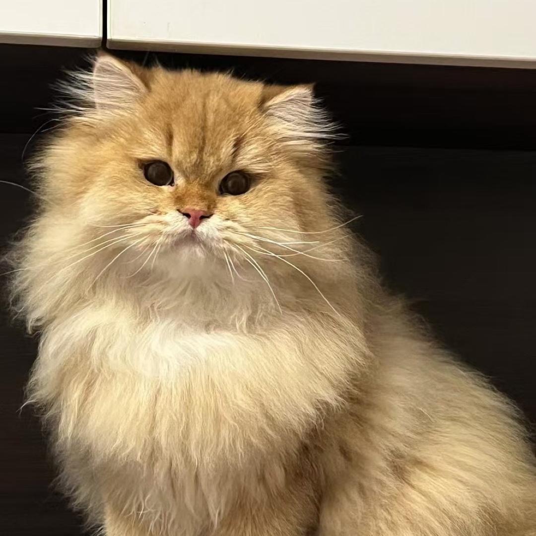 小白和她的舍友们