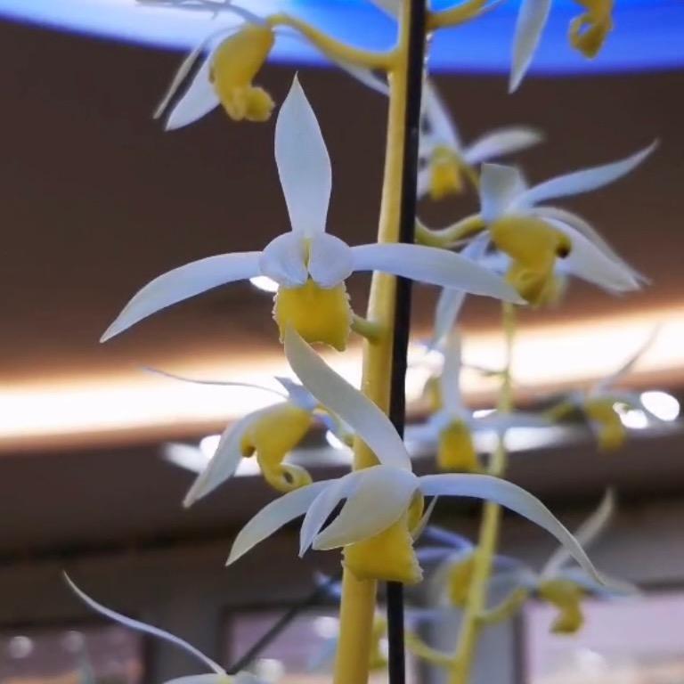 芊卉兰业