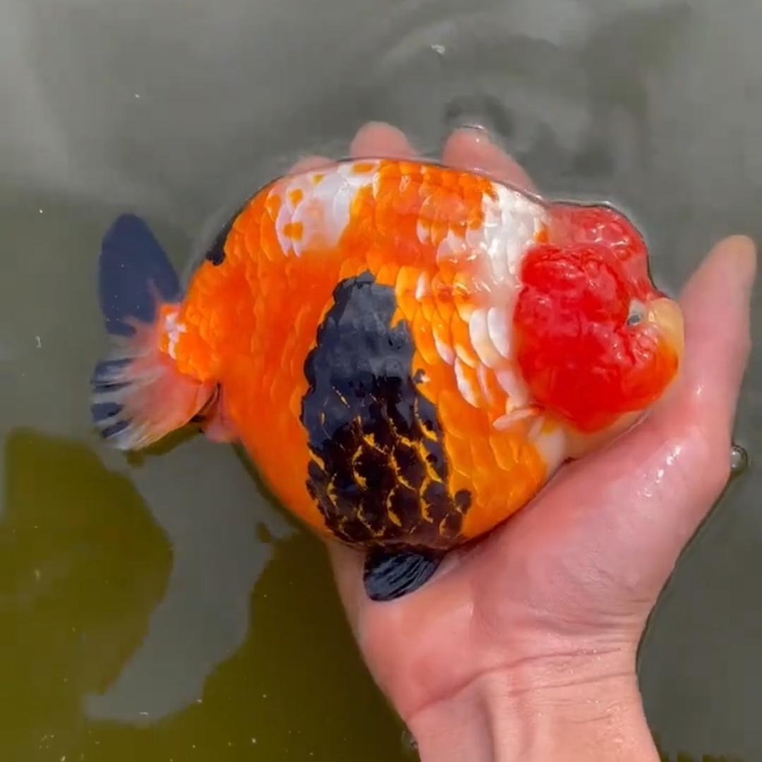 蓝沐芯
