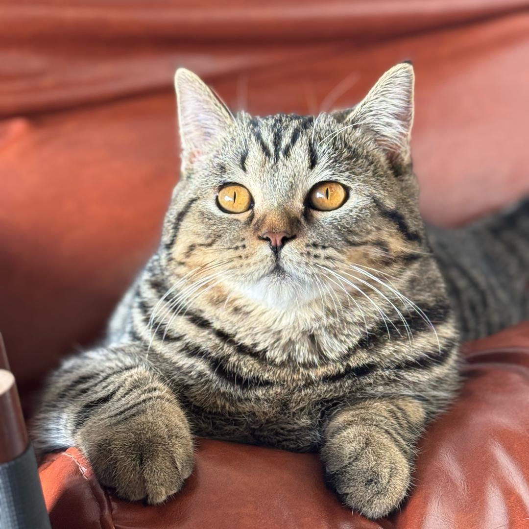 胖虎是只公猫