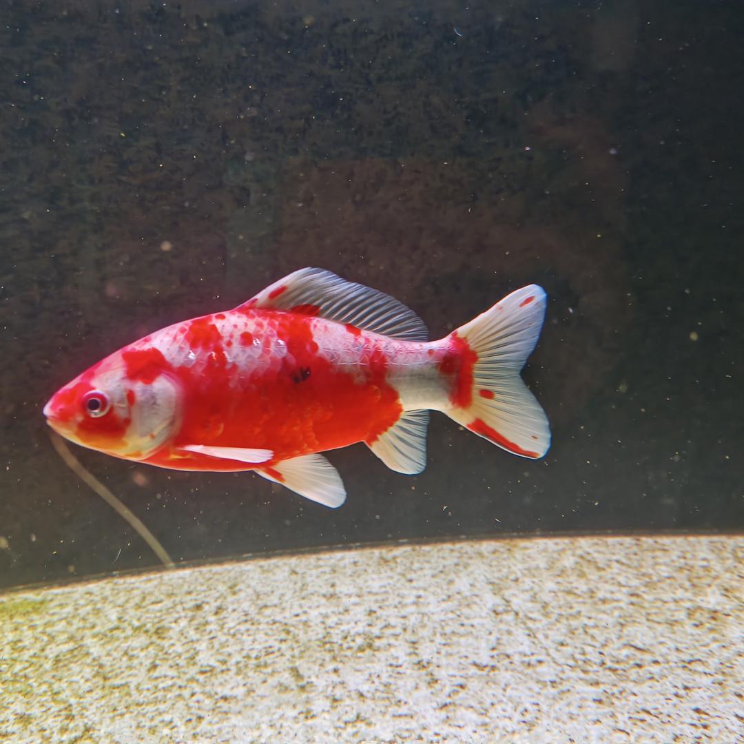 金鱼泉草金专场