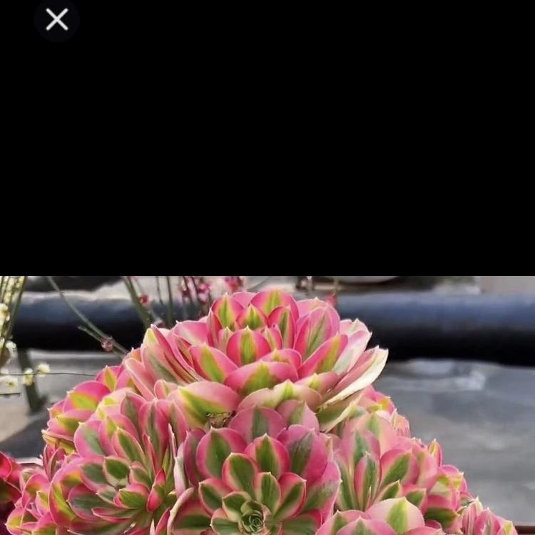 百草园园艺