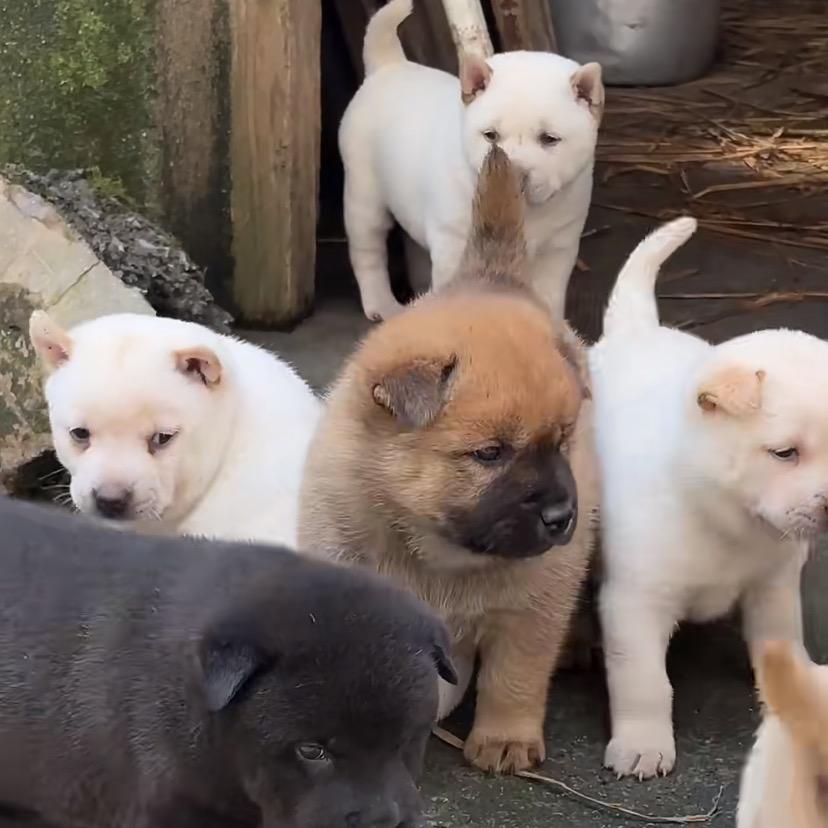三仟养狗