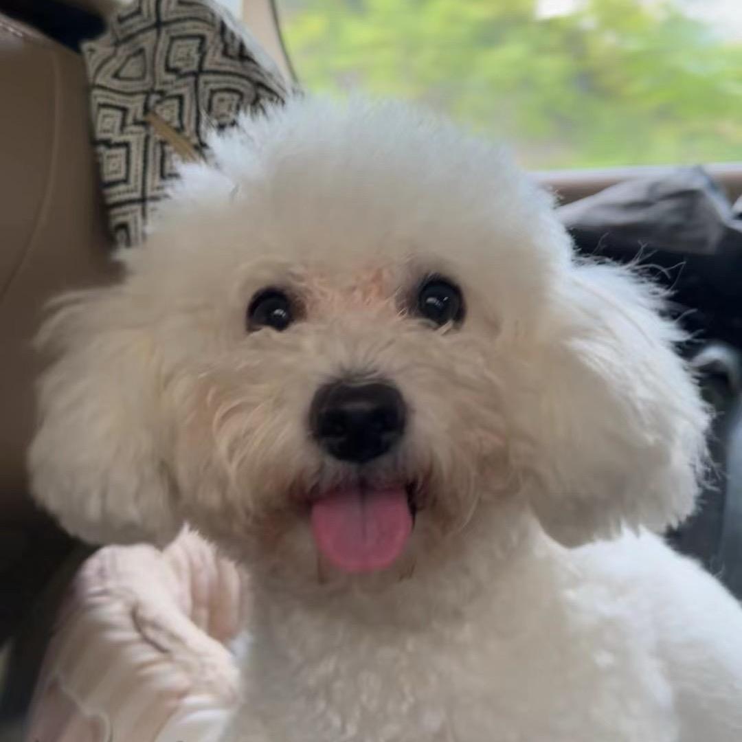 小贝XD