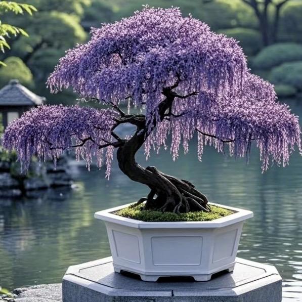 好运来盆景花卉