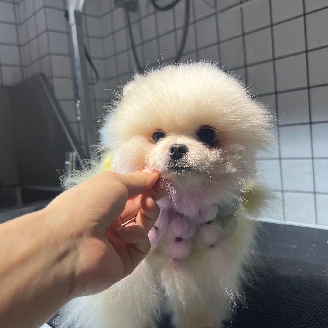 突突是只狗