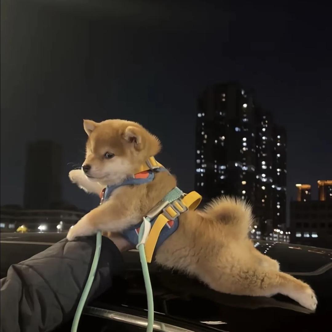 祁真-绮梦针织阁