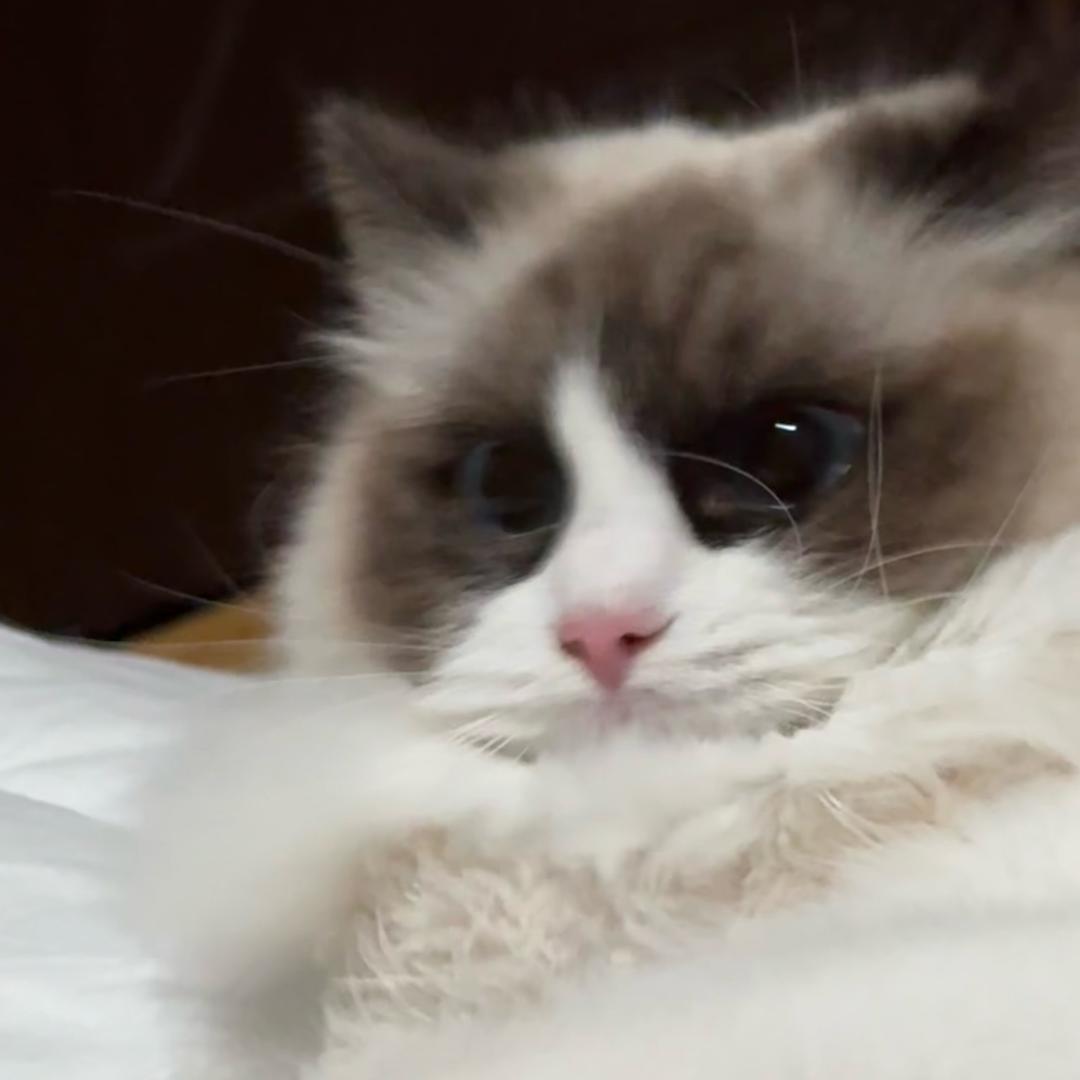 谢布李🐱