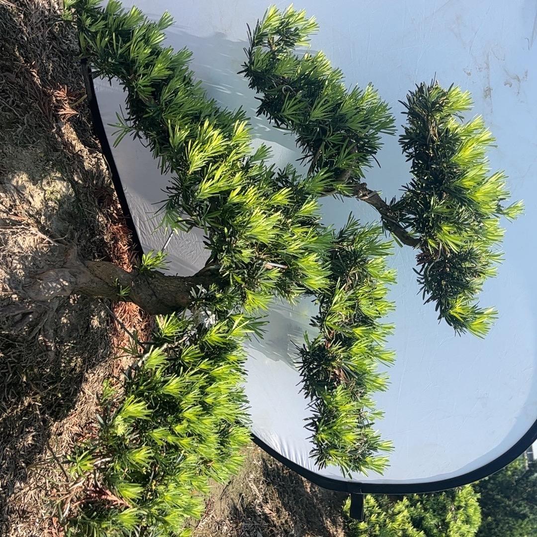 祥和园艺罗汉松，五针松直销