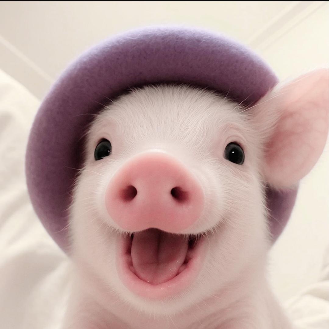 猪猪少女养成记🐷