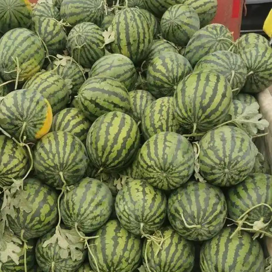 新发果业-济南西瓜批发