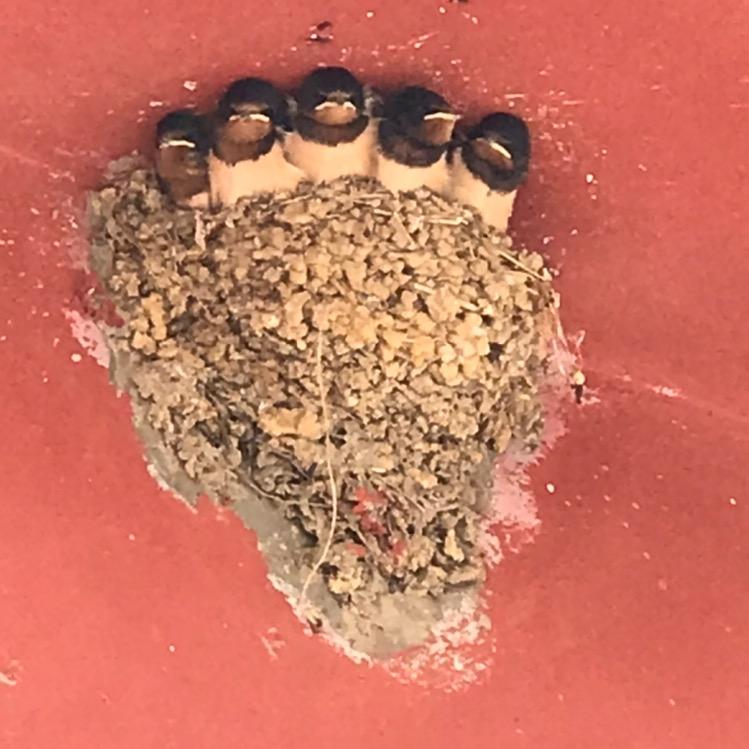 吉祥如意🍎🍎🍎