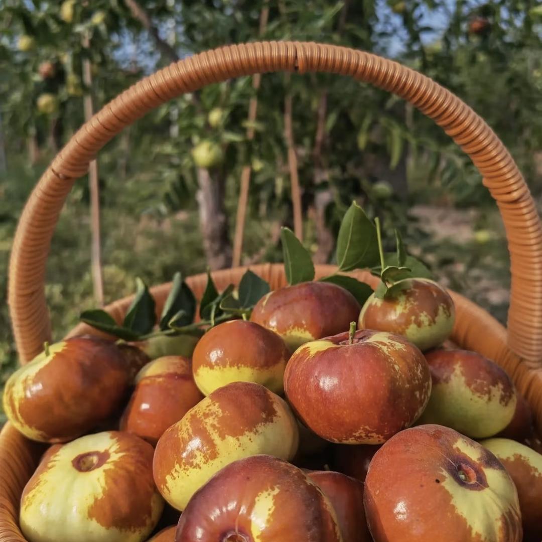 沐庭园艺专营店俨选