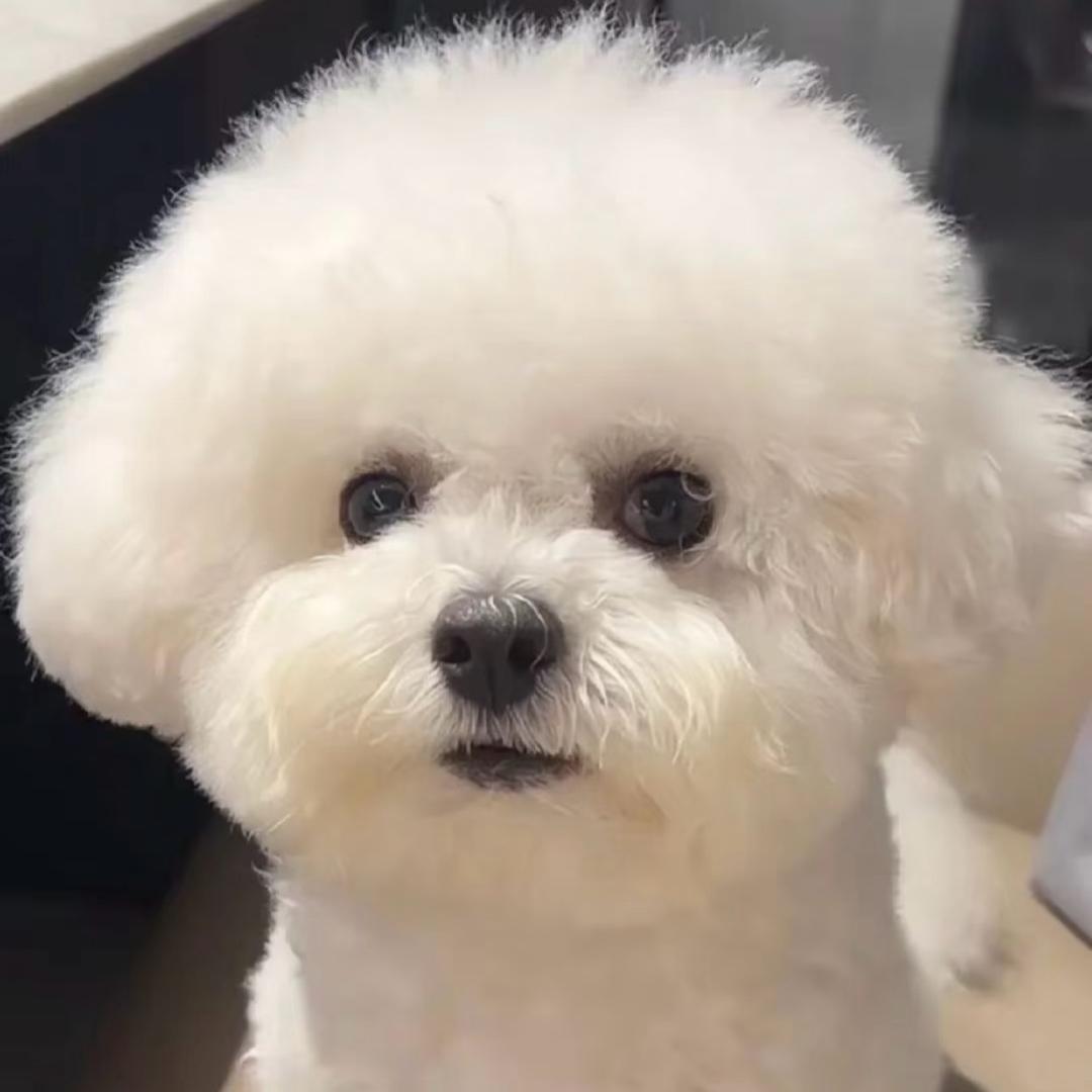 溪尔萌宠