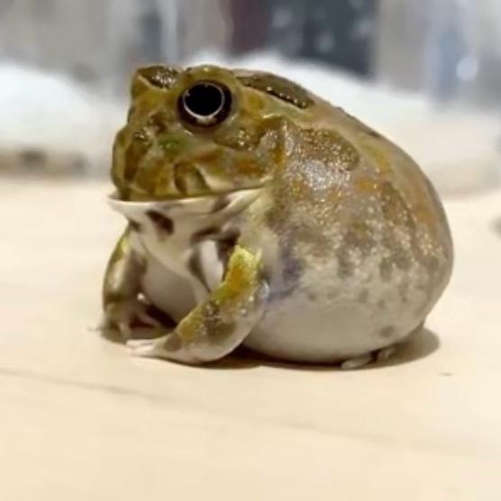 干礼良