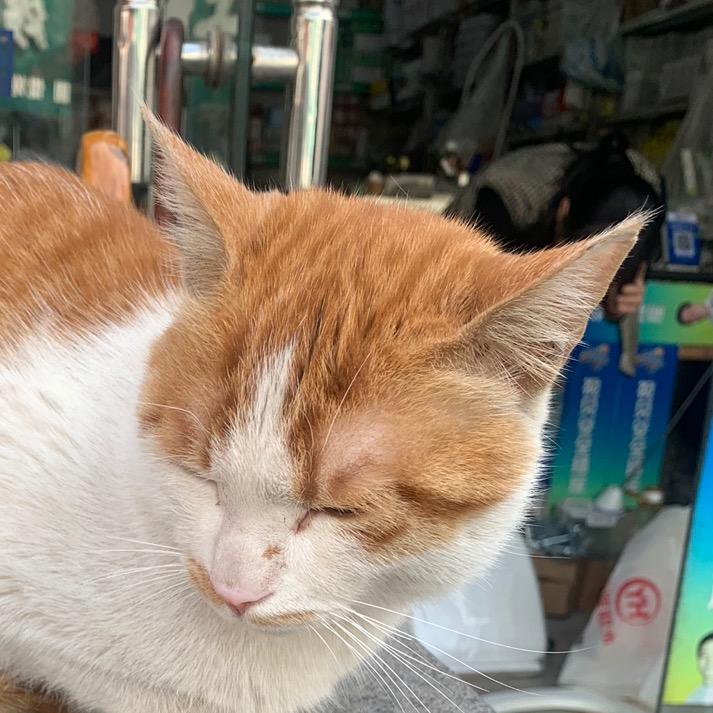 春花落在冬雪上