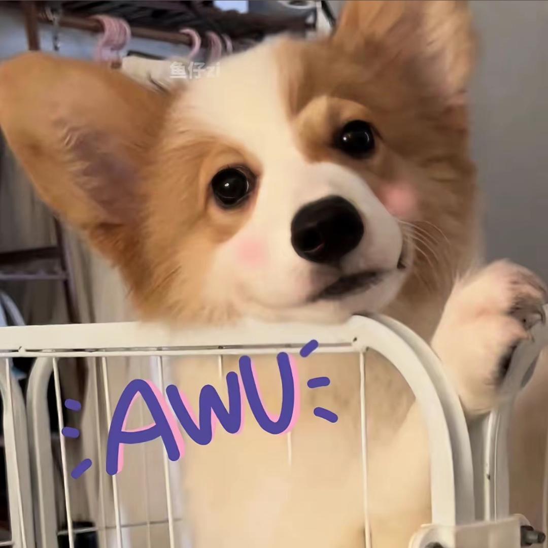 旺财萌宠犬舍3