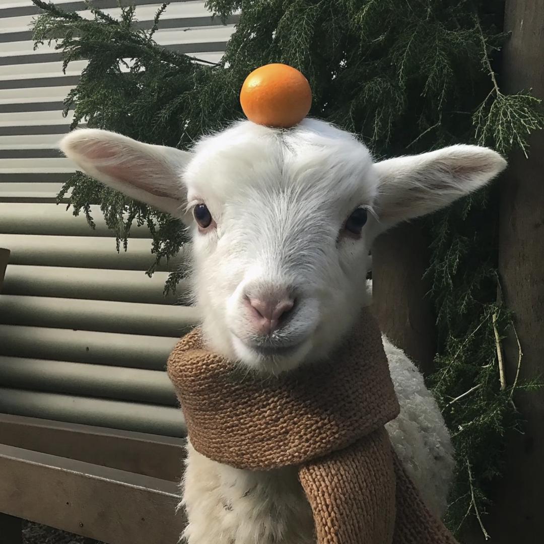 小山羊🐑