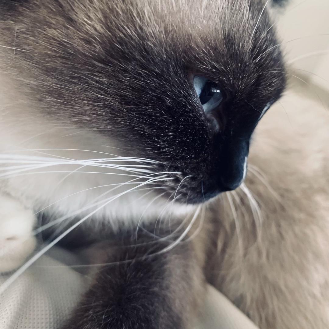 whiterose【万人迷】