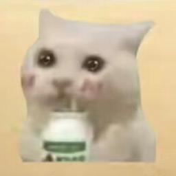 天天开心(猫meme)