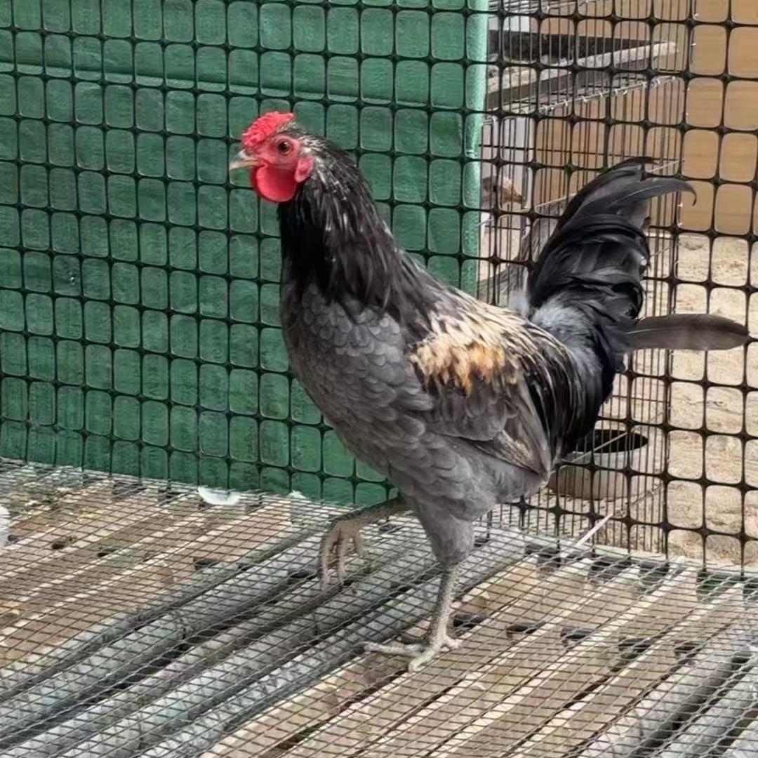 广西趣味珍禽养殖场