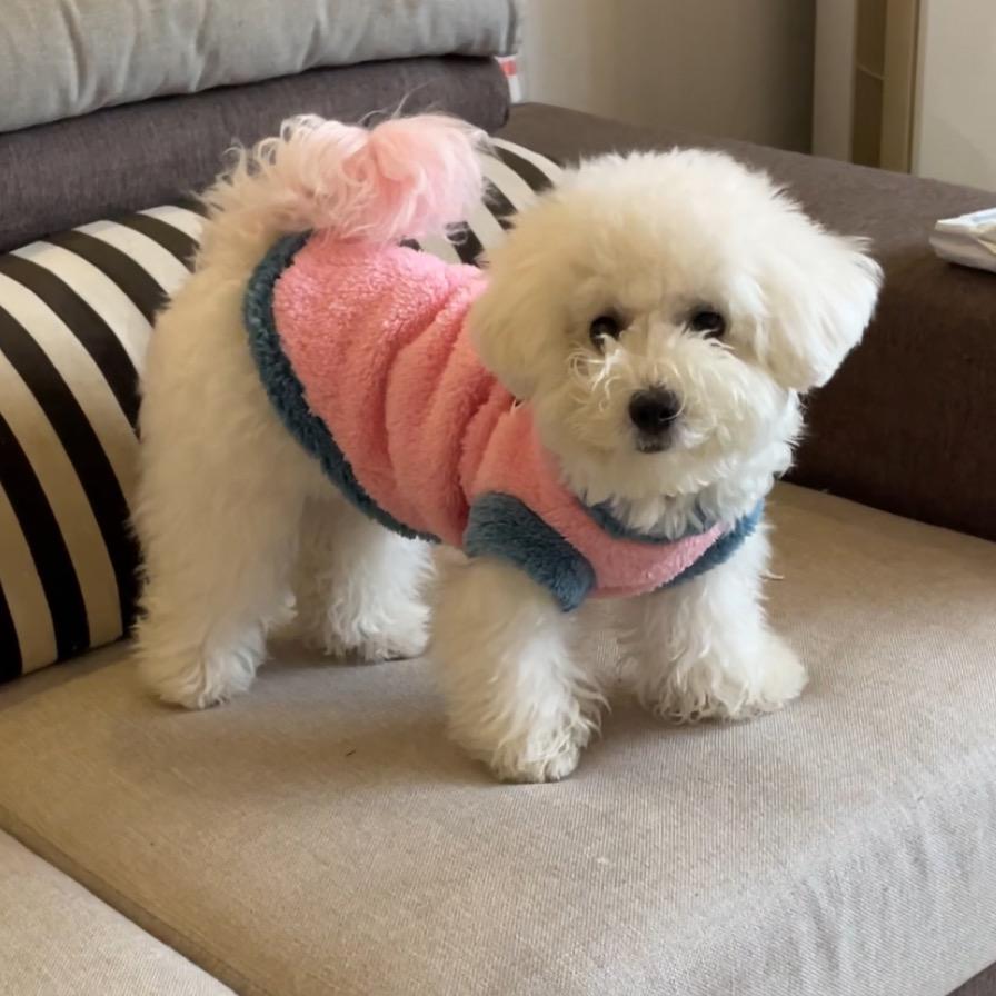 元宝是一只小比熊