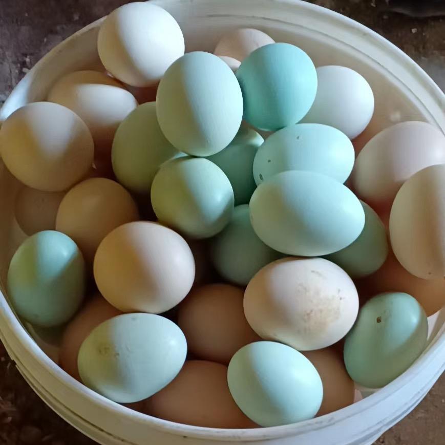 农村土鸡蛋批发王姐