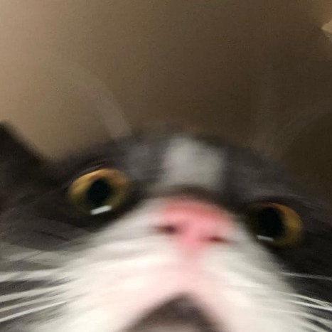 茉莉魚ᐝ