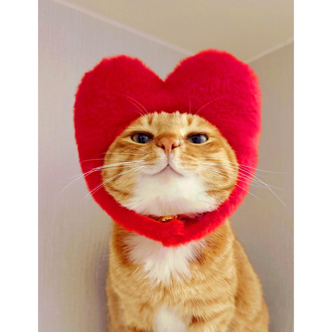 百萬霸屏•小助理😈