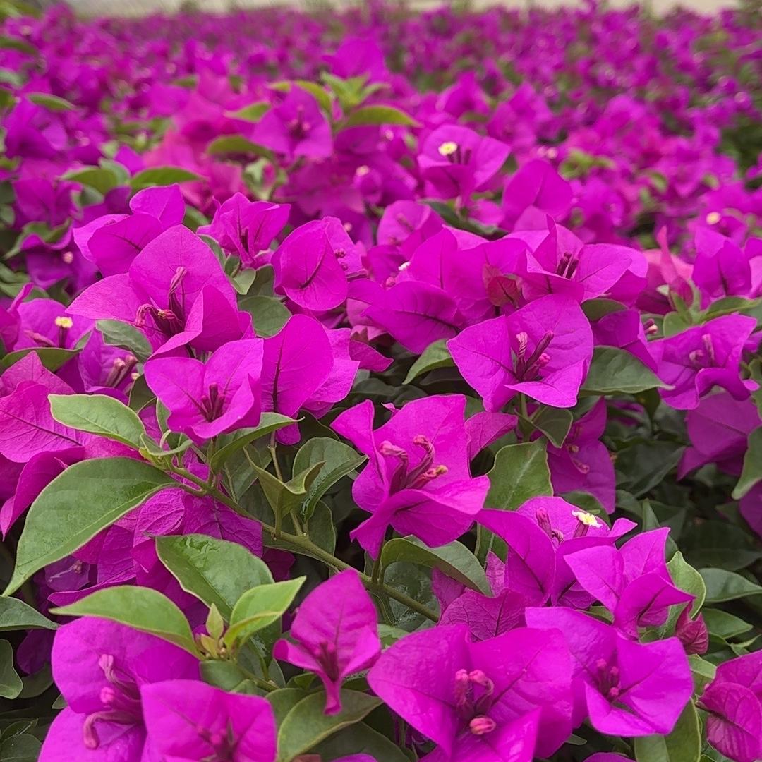 韵禾花卉