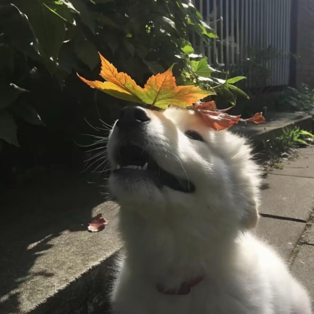 志