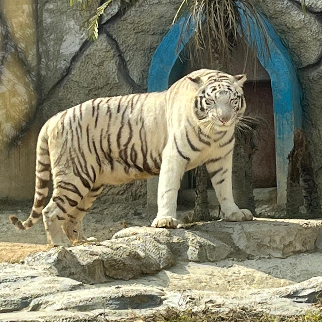 🤸🏽‍♂️郭先生🦚