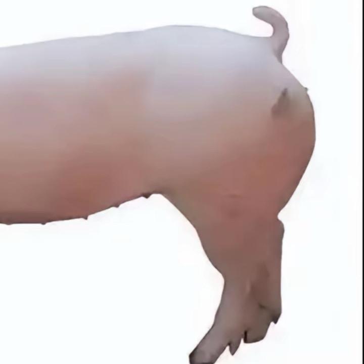 wyj