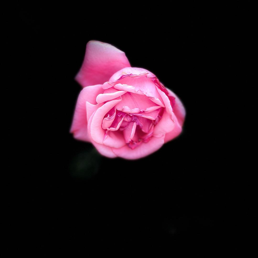 花朵